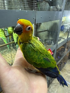 Самый классный и ручной попугай Аратинга
