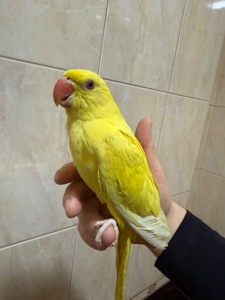 Ожерелові папужки пташенята молоді та ручні