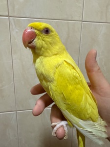 Ожерелові папужки пташенята молоді та ручні