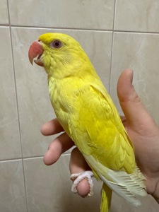 Ожерелові папужки пташенята молоді та ручні