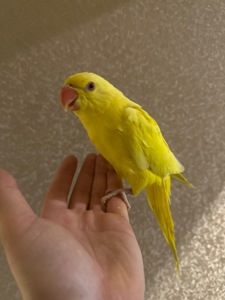 Ожерелові папуги пташенята молоді