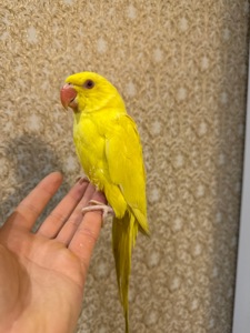 Ожерелові малюки пташенята ручні викормиш і