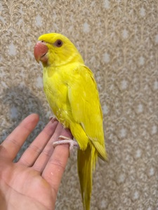 Ожерелові малюки пташенята ручні викормиш і