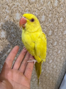 Ожерелові малюки пташенята ручні викормиш і