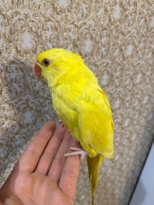 Ожерелові малюки пташенята ручні викормиш і