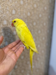 Ожерелові малюки пташенята ручні викормиш і