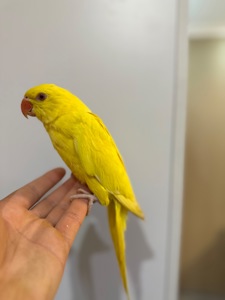 Ожерелові папуги молоді для розмови