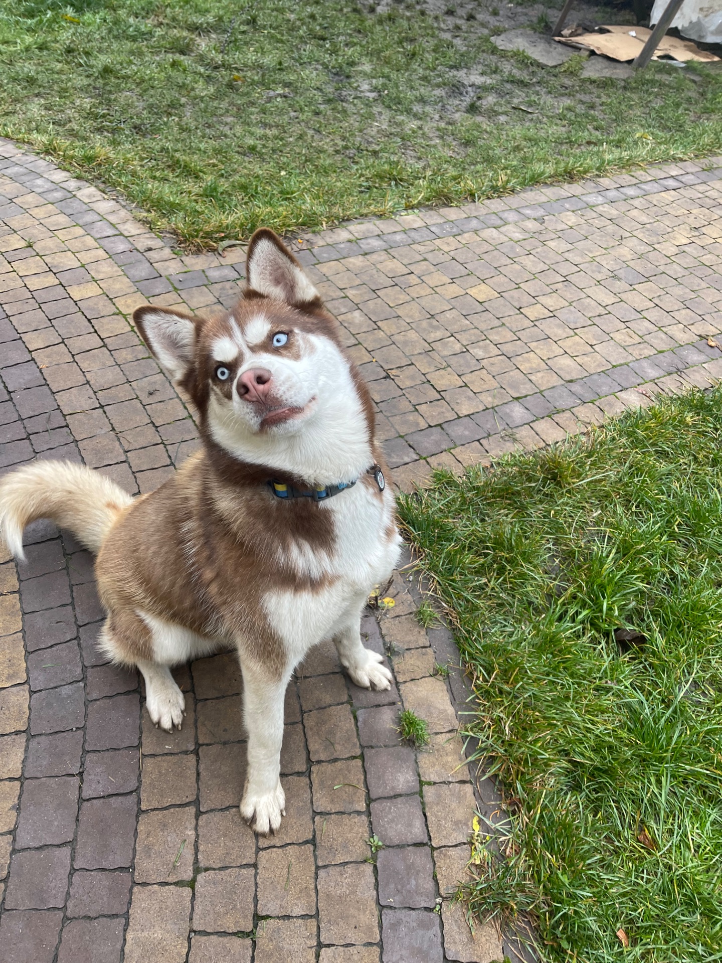 Хаскі дівчинка