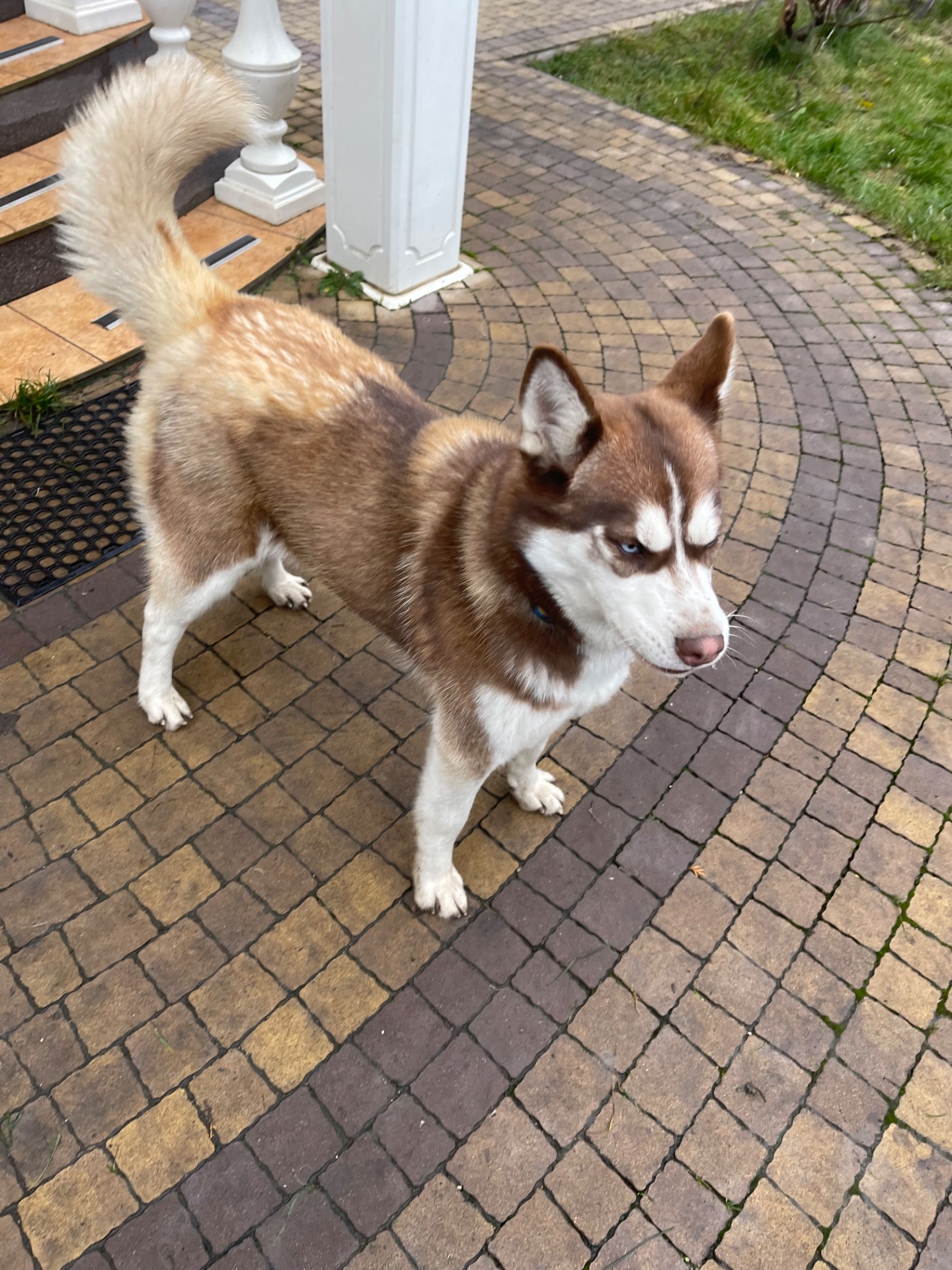 Хаскі дівчинка