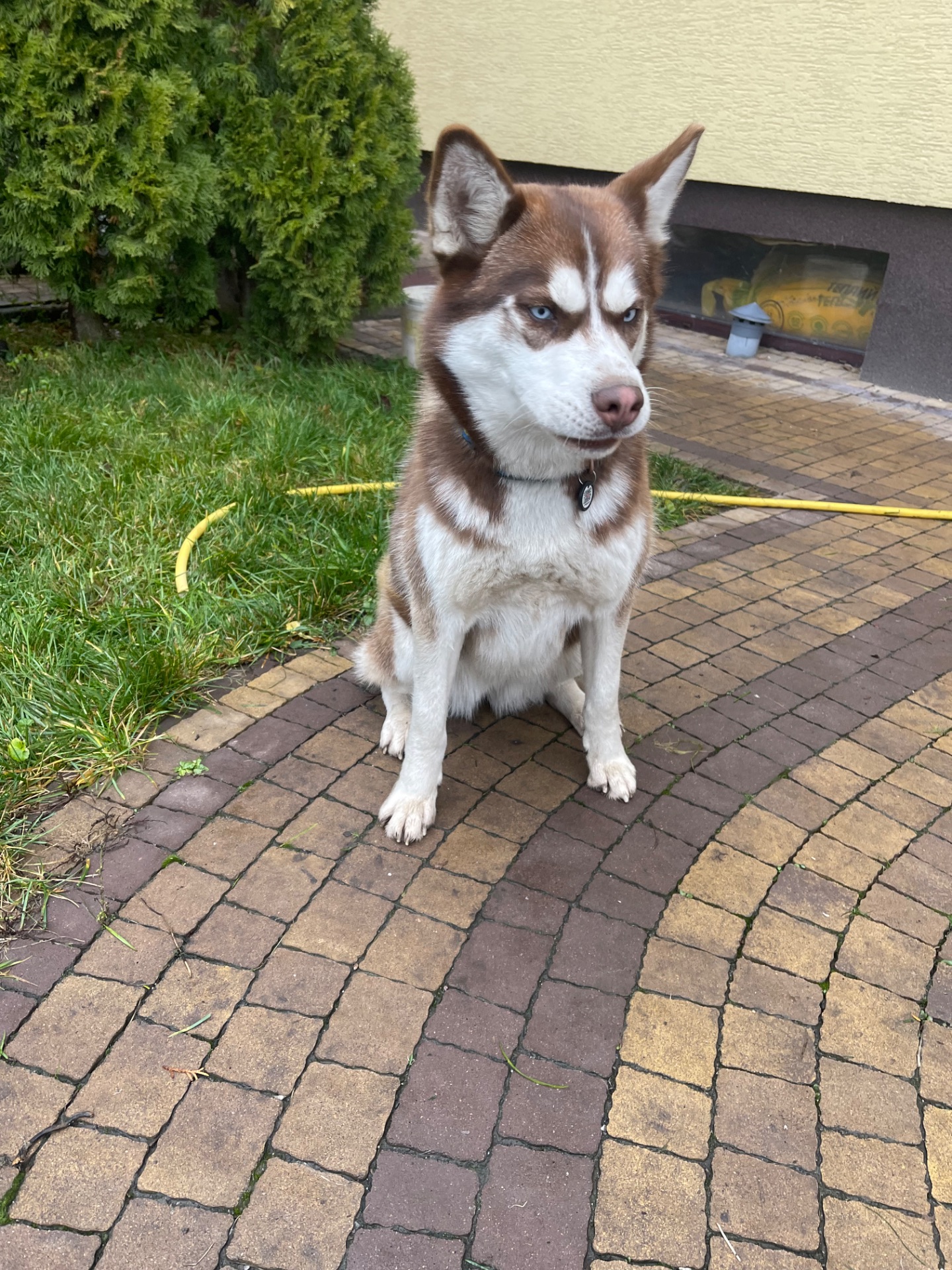 Хаскі дівчинка