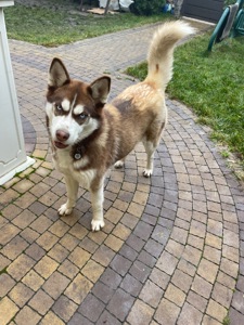 Хаскі дівчинка