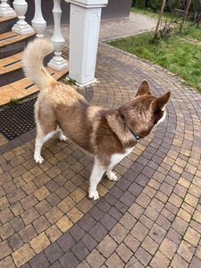 Хаскі дівчинка