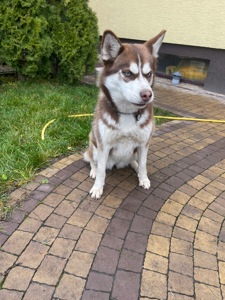 Хаскі дівчинка