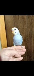 Хвилясті папуги