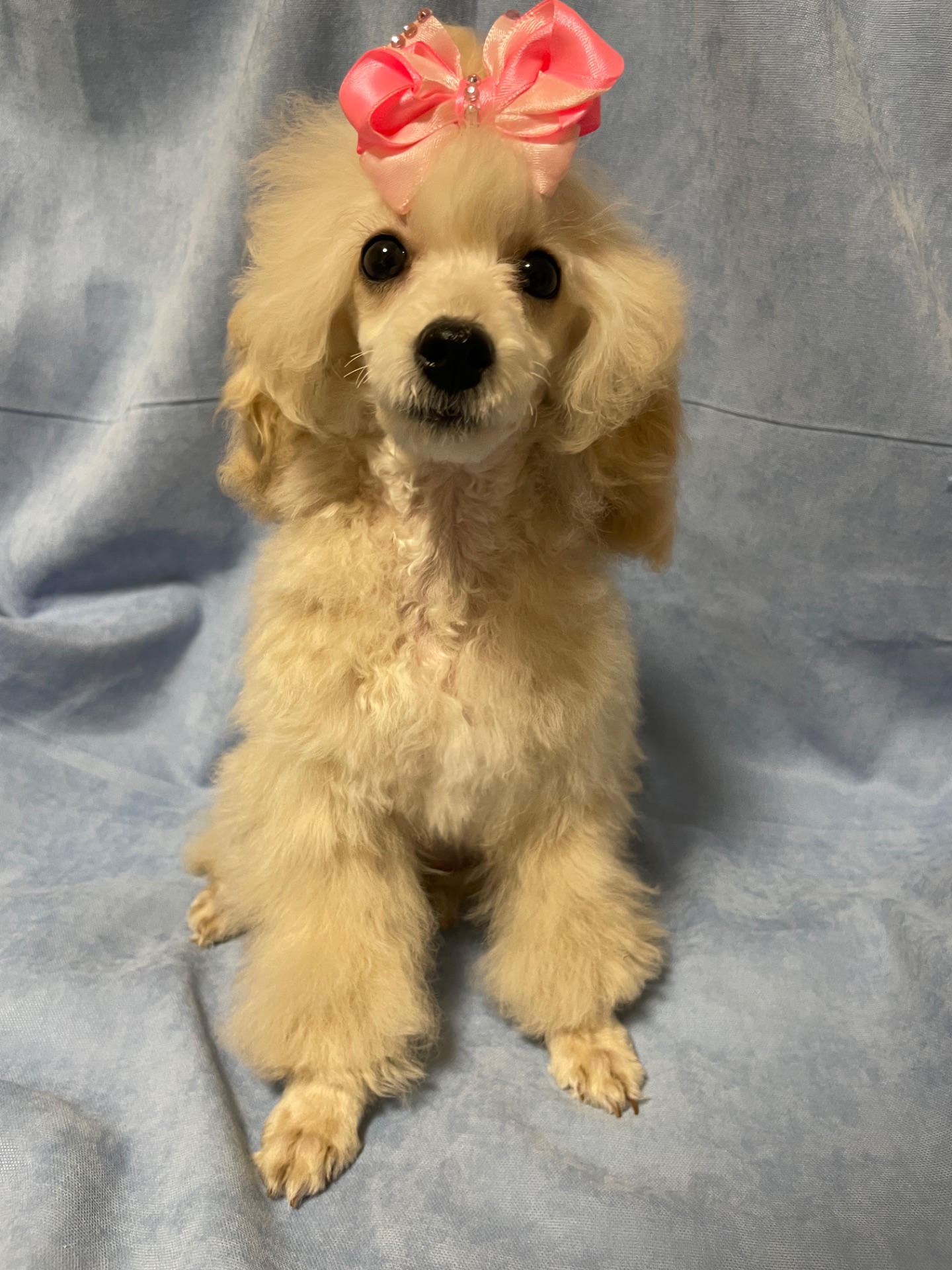 Той пудель дівчинка