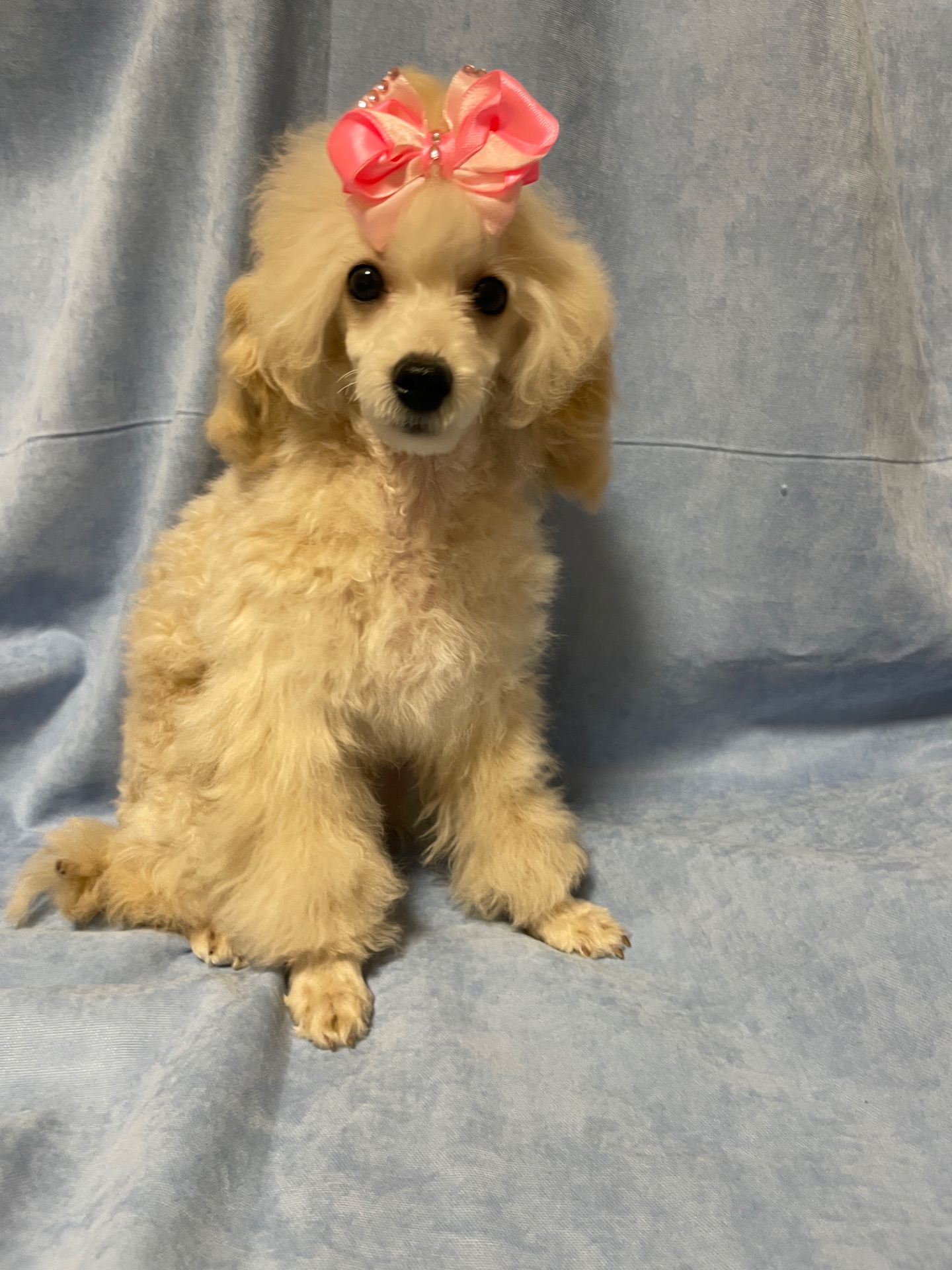 Той пудель дівчинка