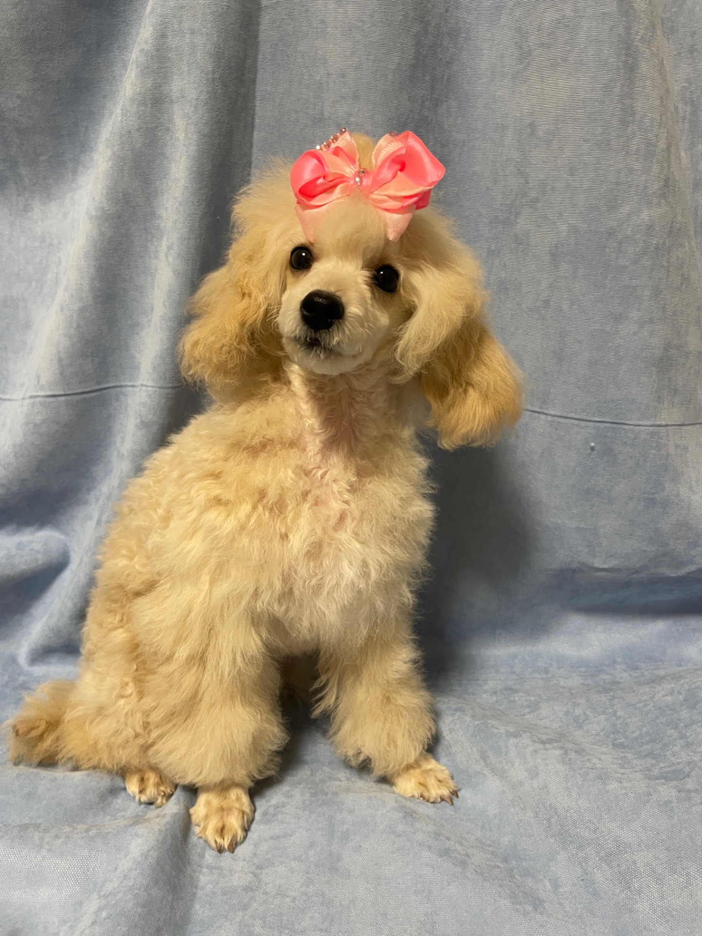 Той пудель дівчинка