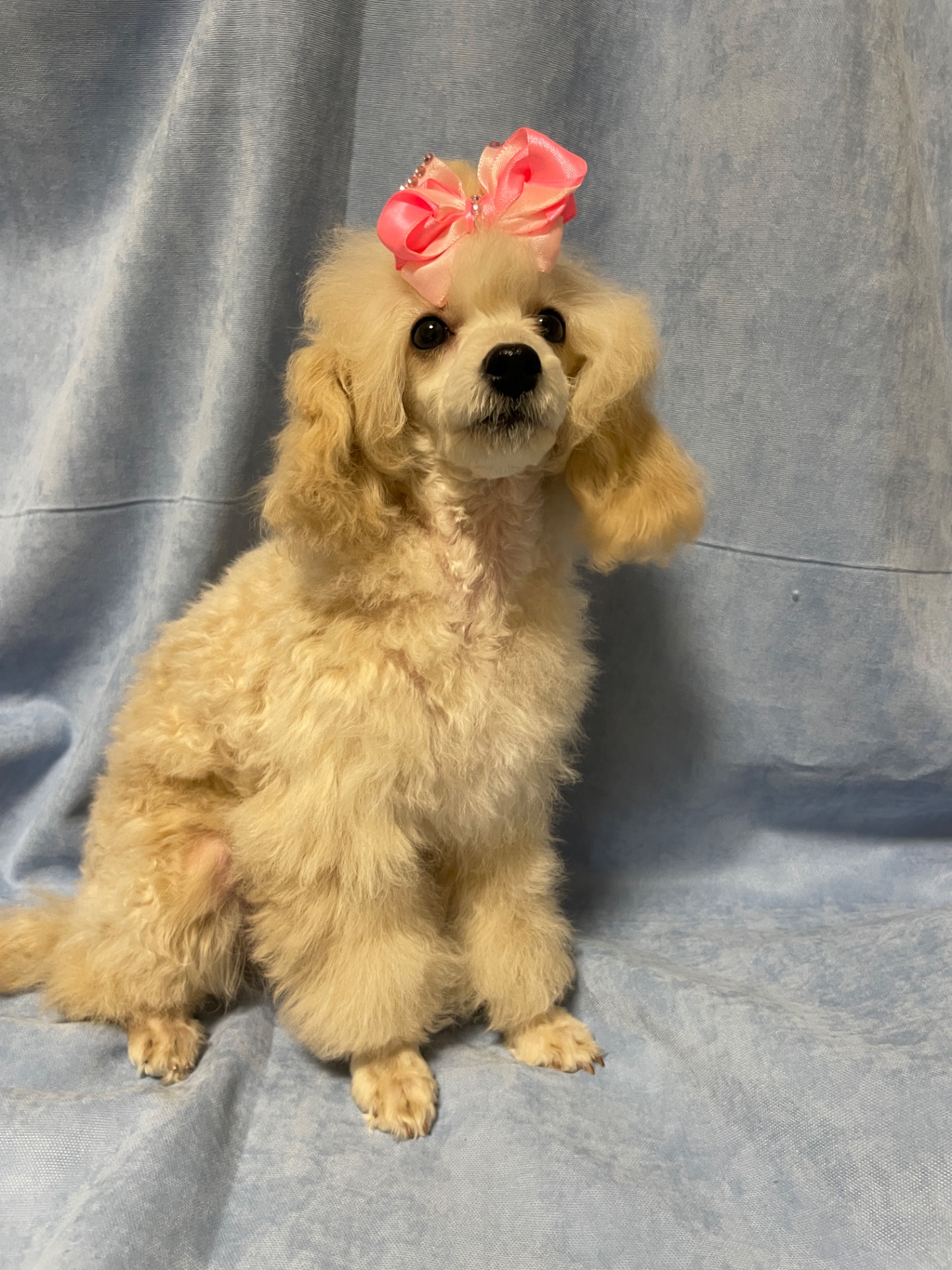 Той пудель дівчинка