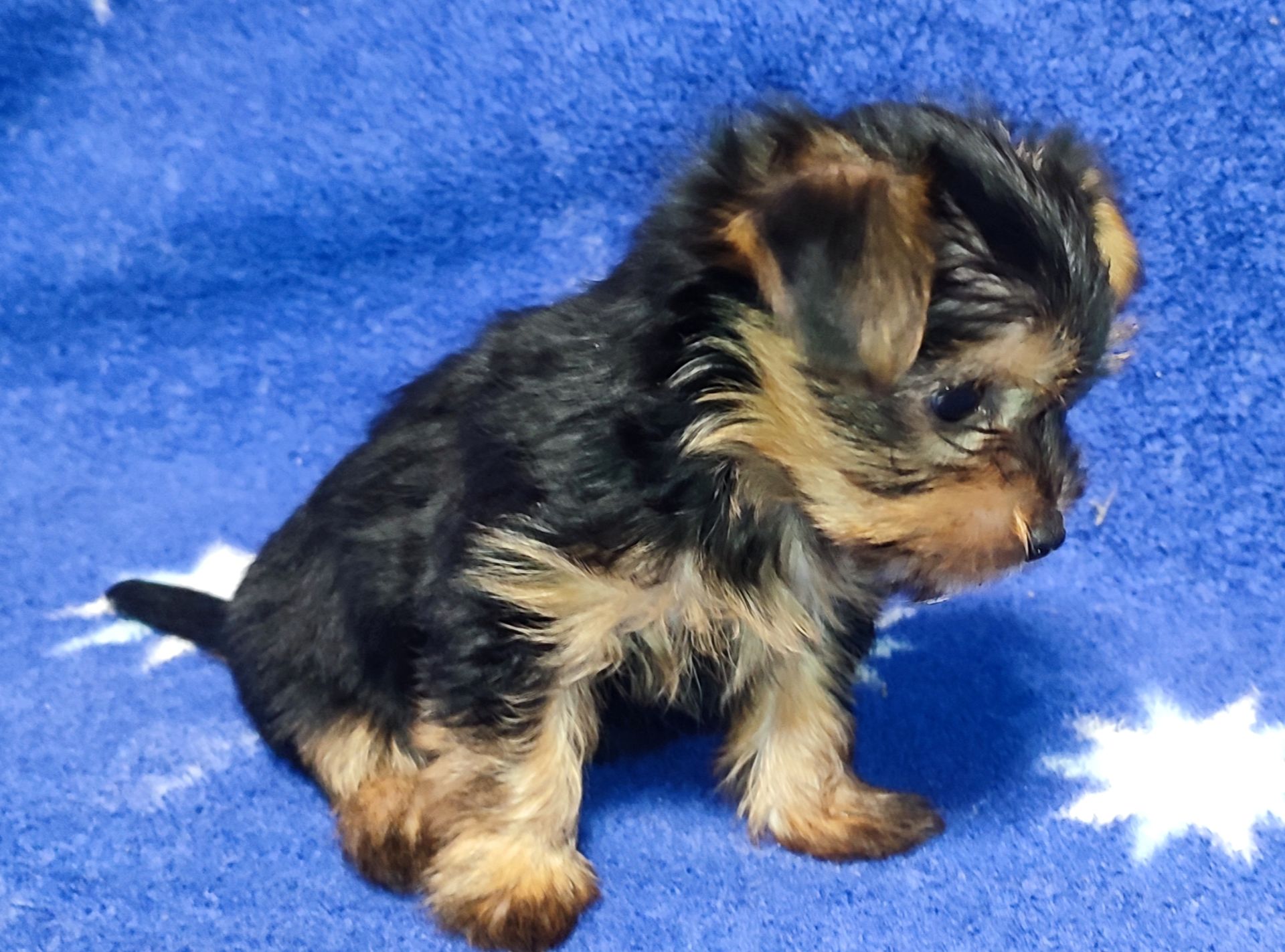 Дівчинка йоркширський тер'єр