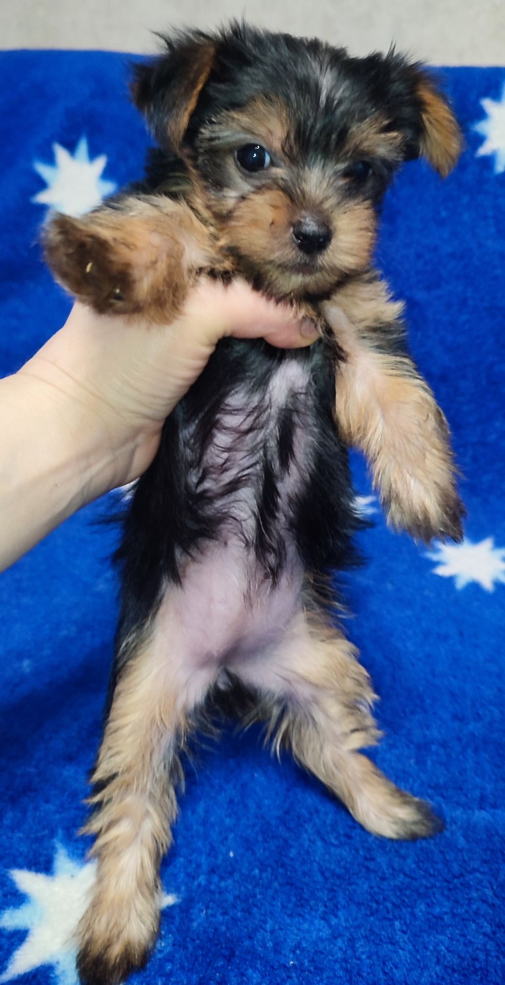 Дівчинка йоркширський тер'єр