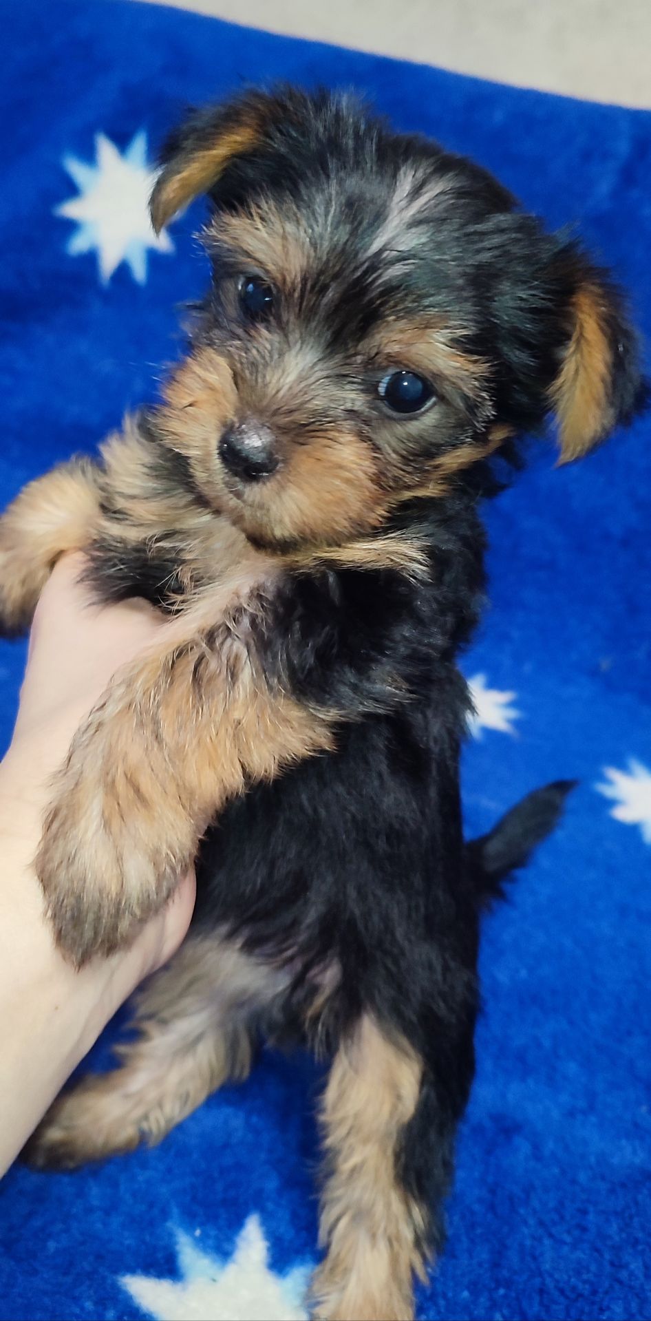 Дівчинка йоркширський тер'єр