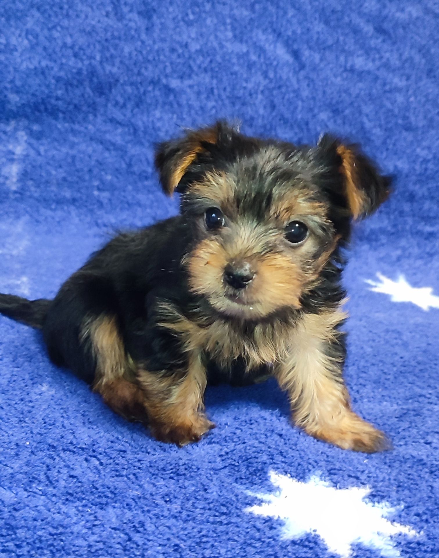 Дівчинка йоркширський тер'єр