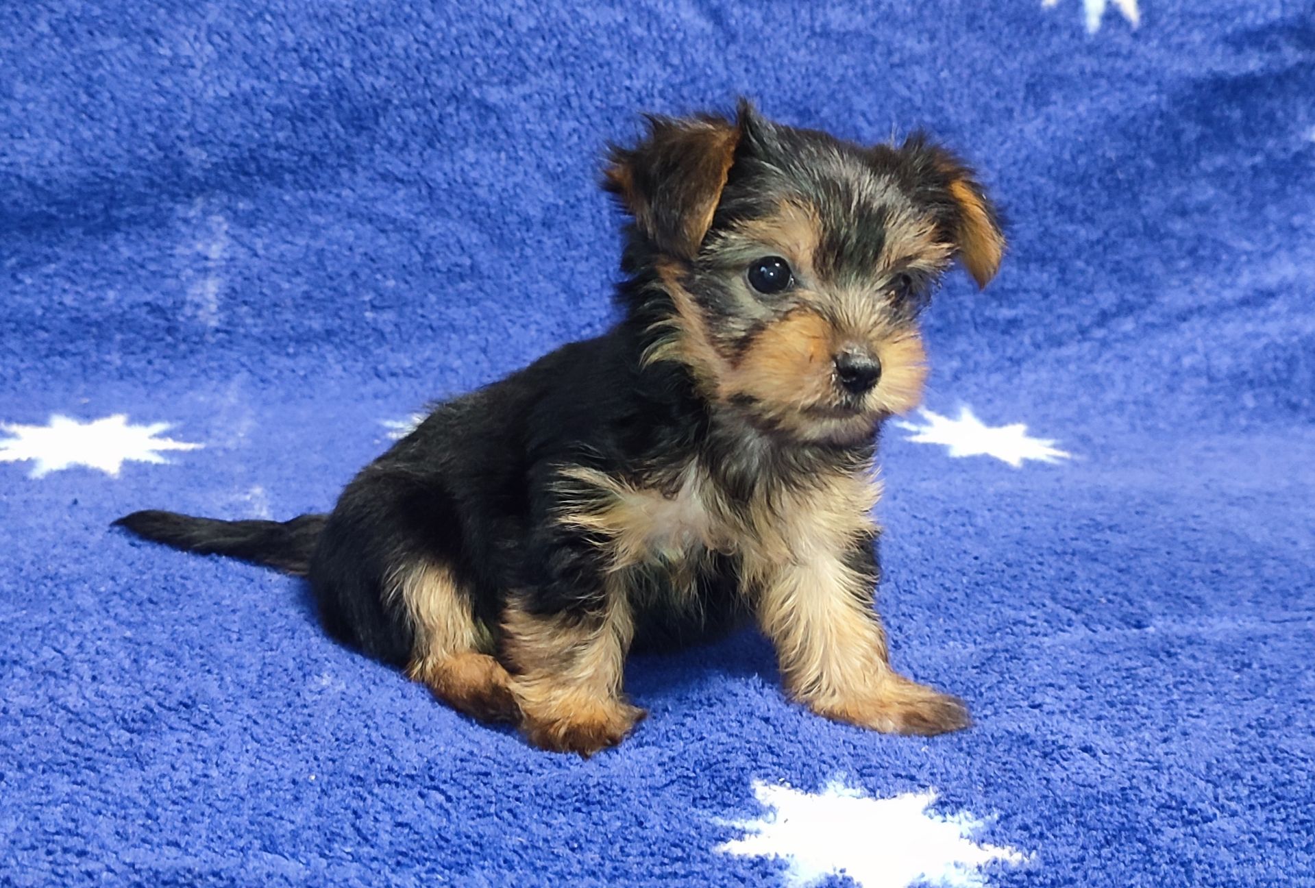 Дівчинка йоркширський тер'єр