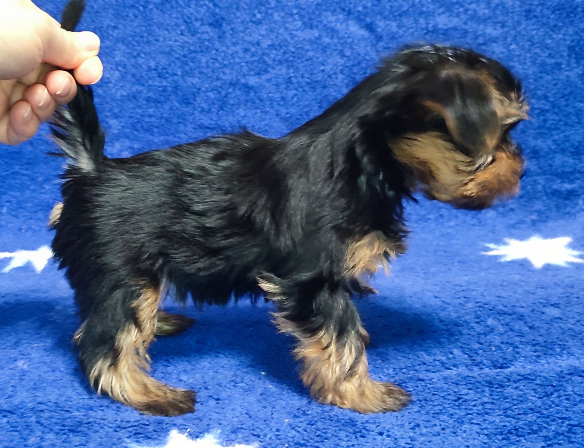 Дівчинка йоркширський тер'єр