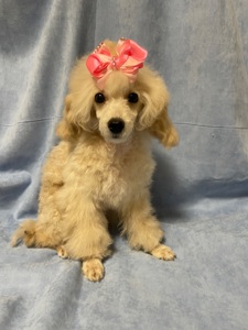 Той пудель дівчинка