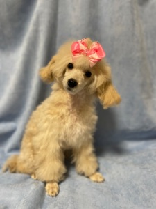 Той пудель дівчинка