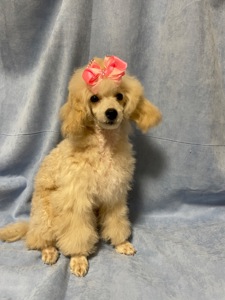 Той пудель дівчинка