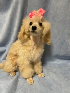 Той пудель дівчинка