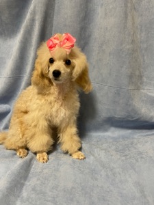 Той пудель дівчинка