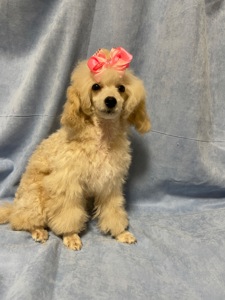 Той пудель дівчинка