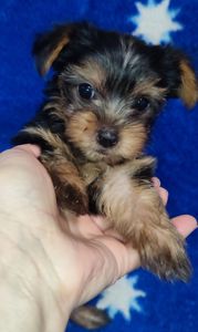 Дівчинка йоркширський тер'єр