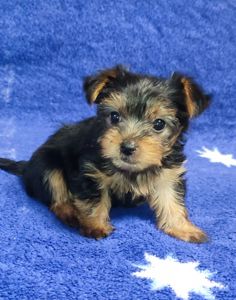 Дівчинка йоркширський тер'єр