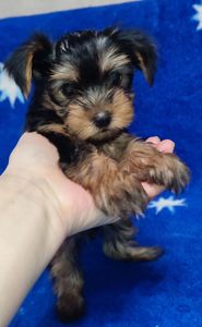 Дівчинка йоркширський тер'єр