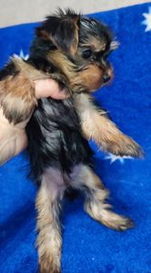 Дівчинка йоркширський тер'єр