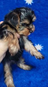 Дівчинка йоркширський тер'єр