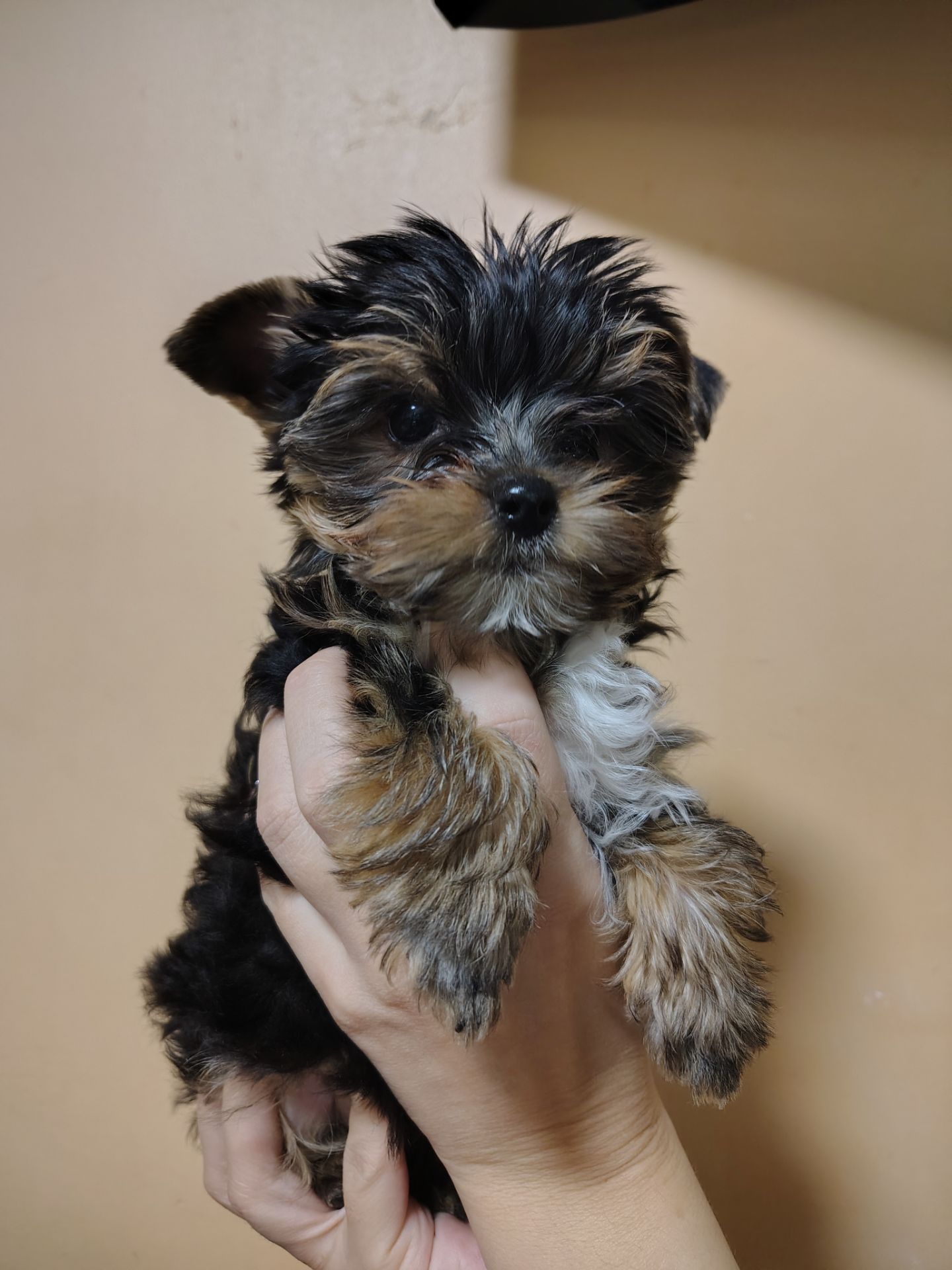 Щенки йоршинського тер'єру