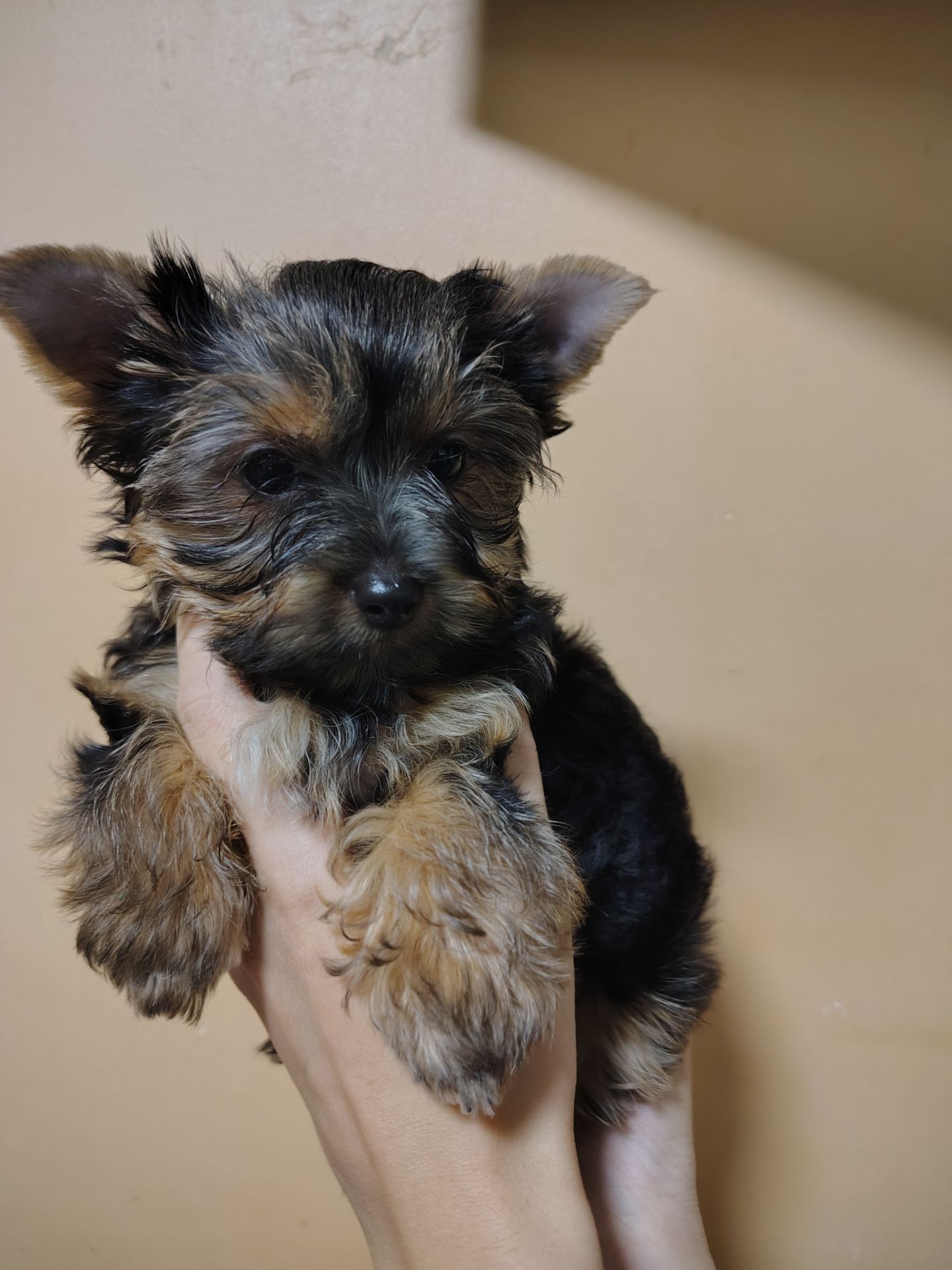 Щенки йоршинського тер'єру