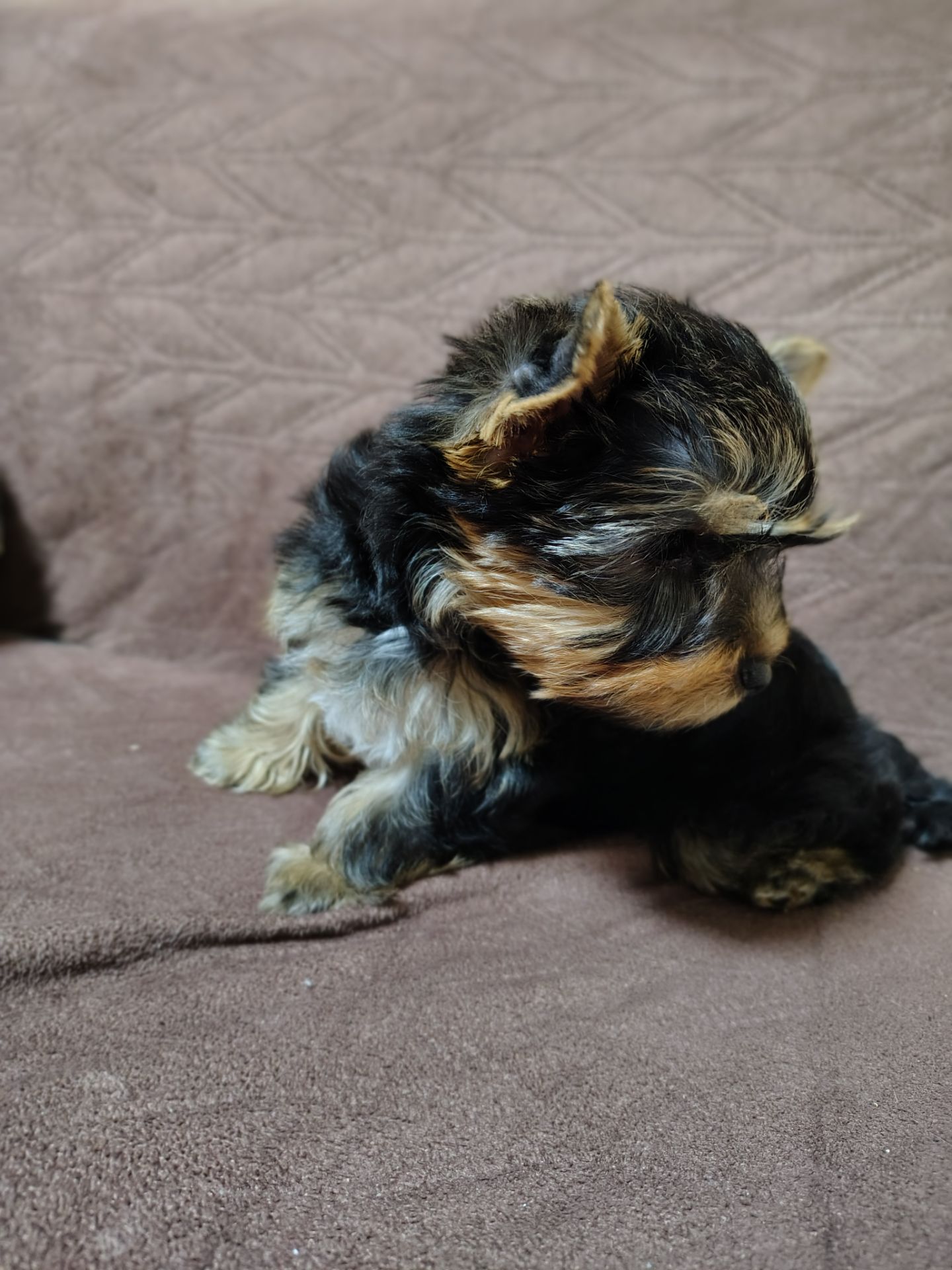 Щенки йоршинського тер'єру