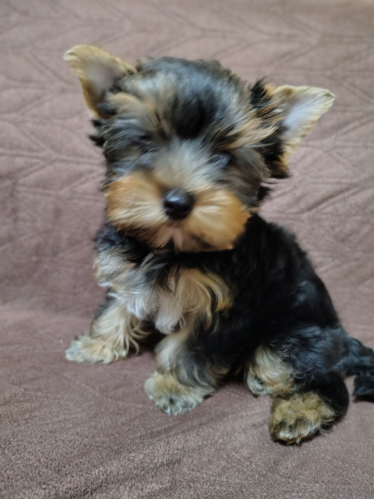 Щенки йоршинського тер'єру