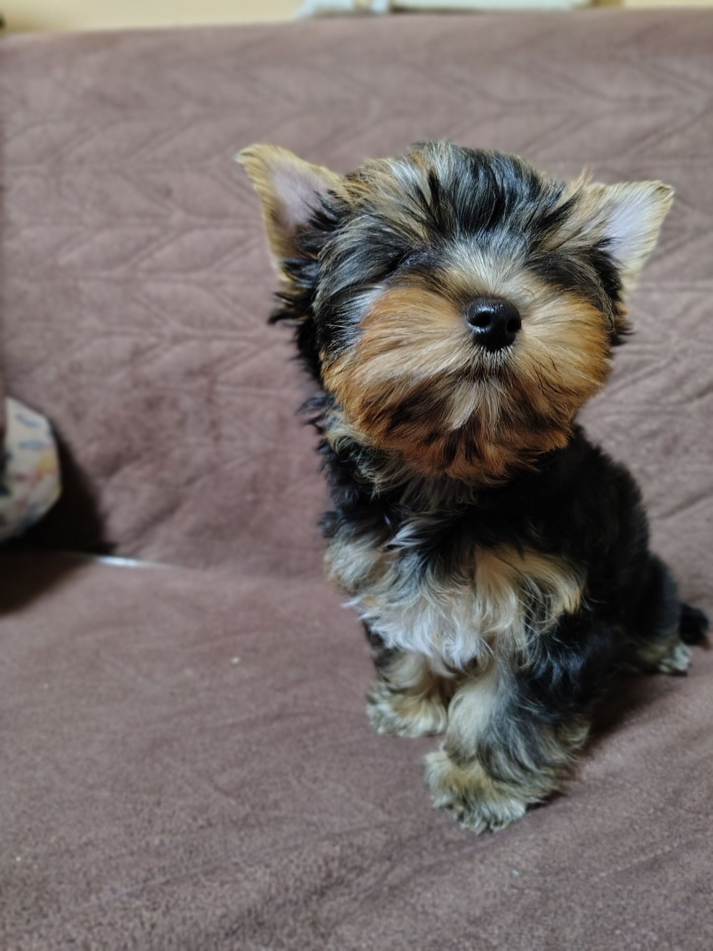 Щенки йоршинського тер'єру