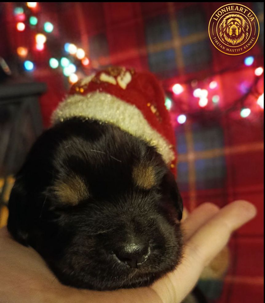 Щенки Тибетского мастифа