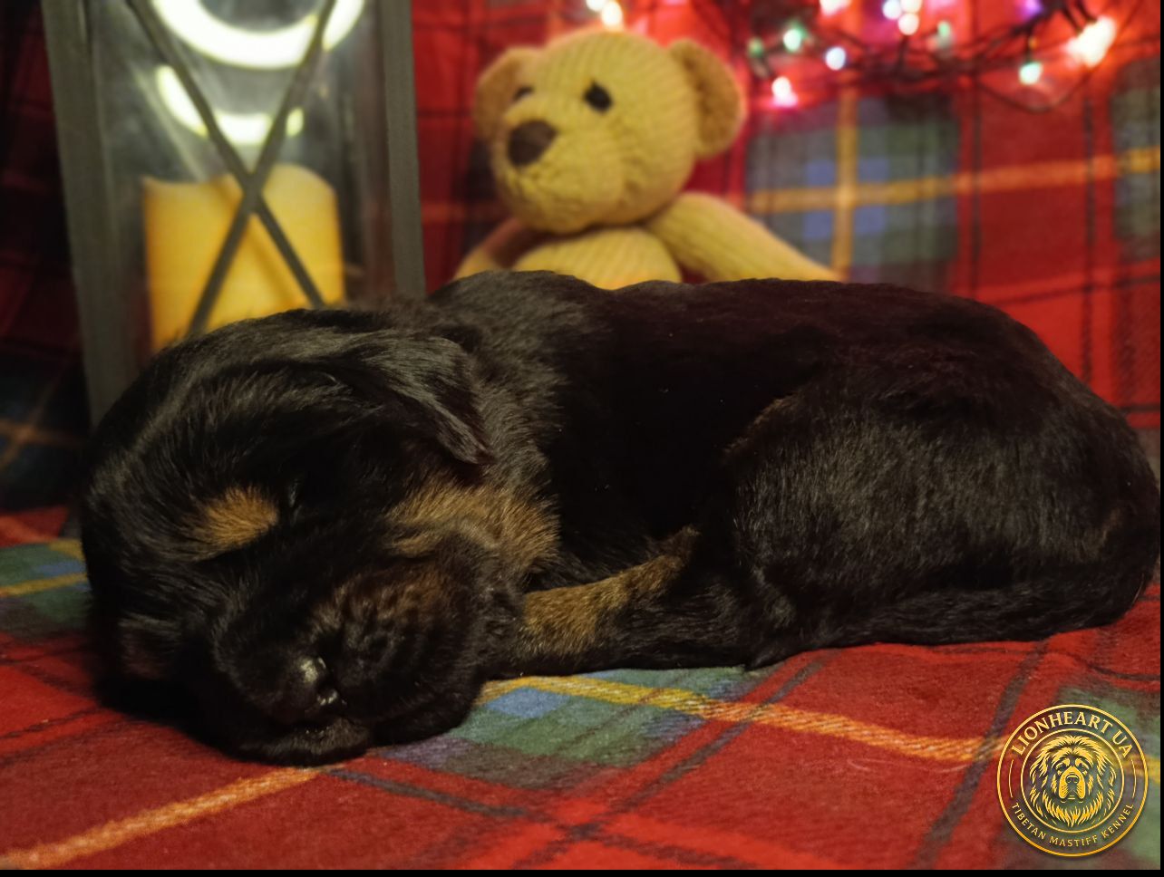 Щенки Тибетского мастифа
