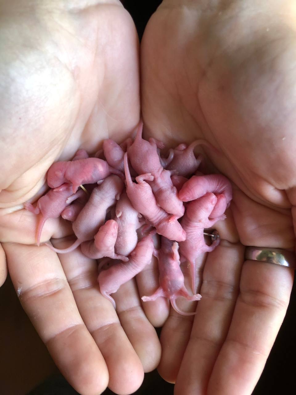 Щури та миші