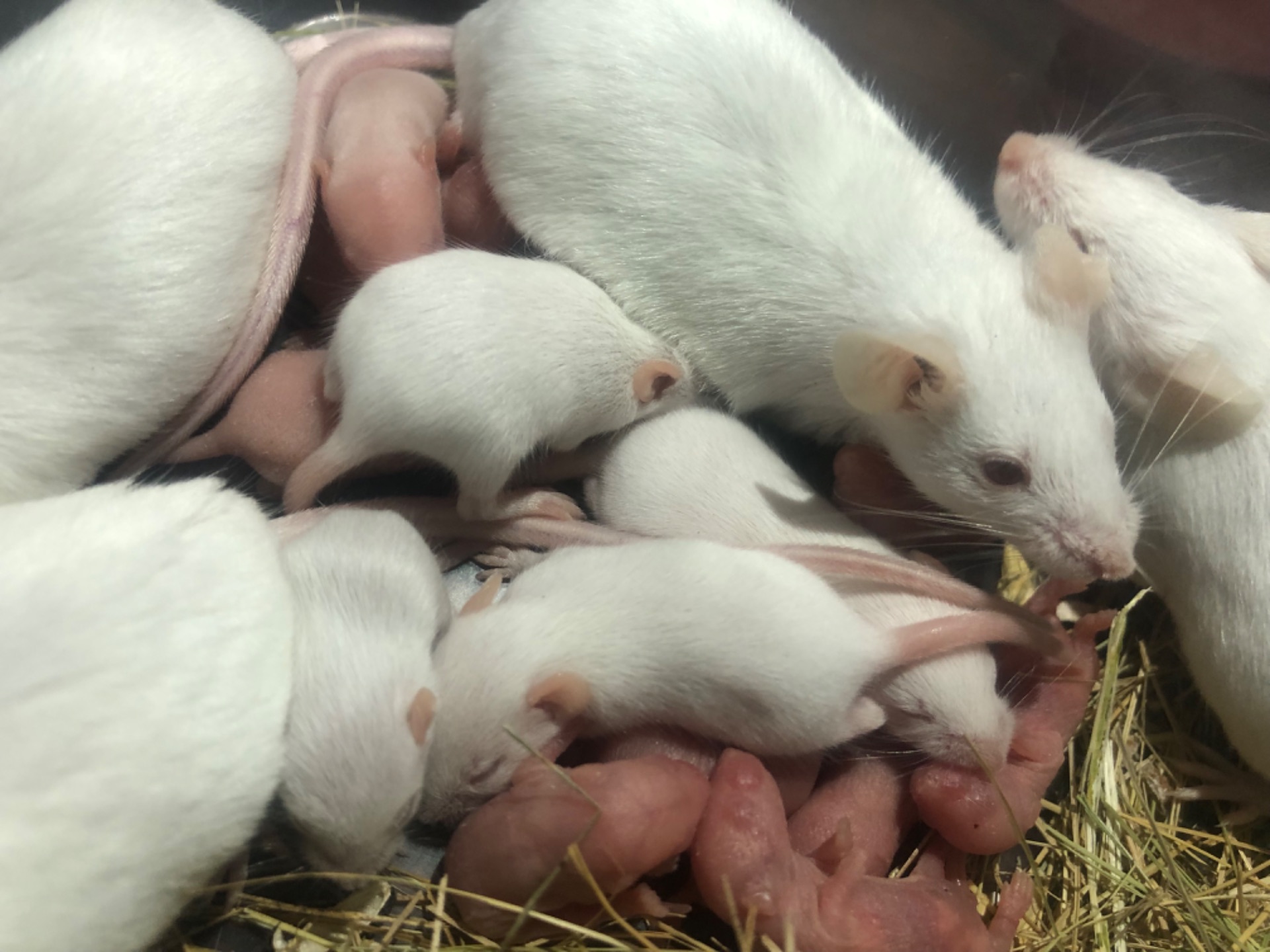 Щури та миші