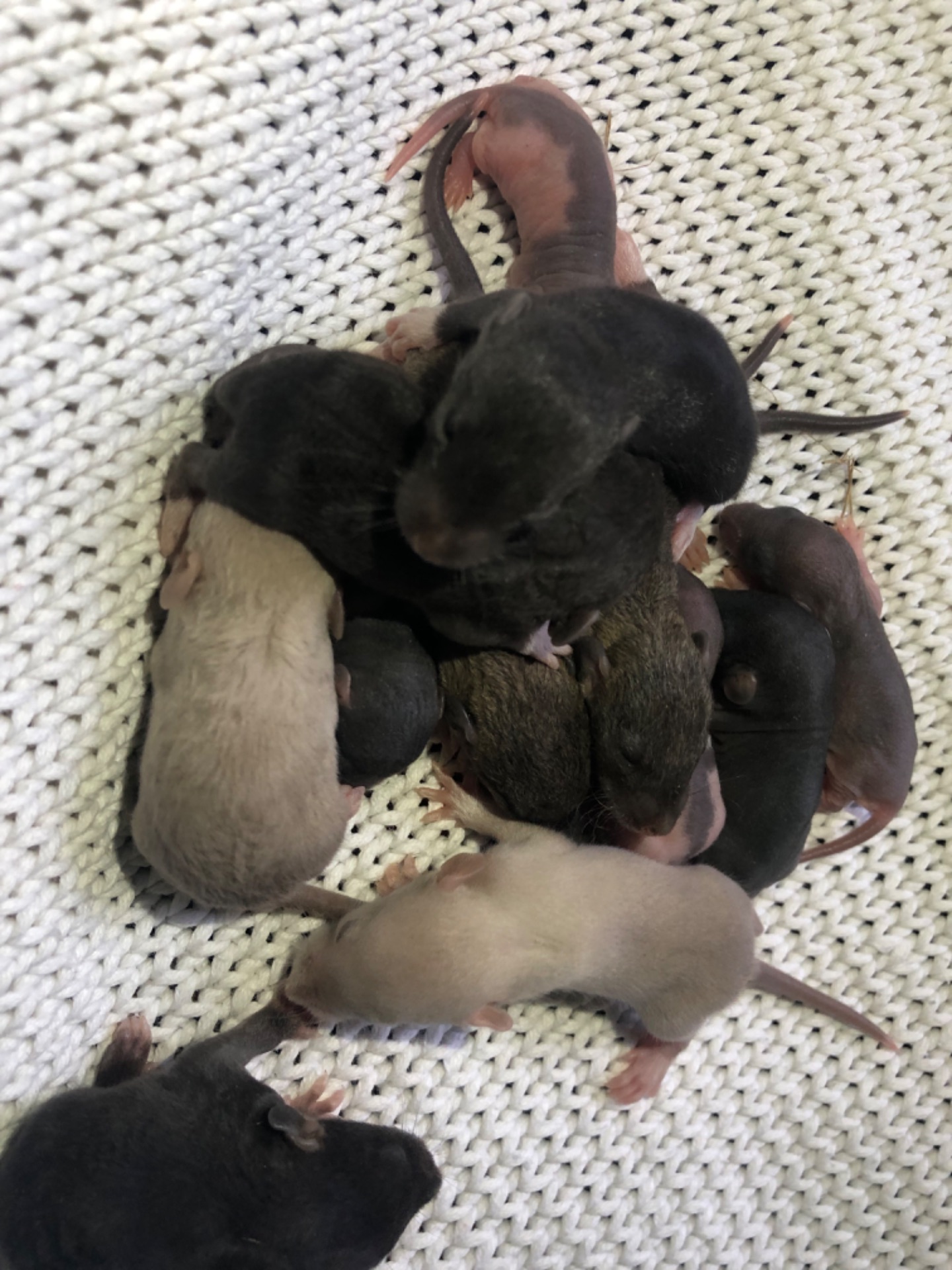 Щури та миші