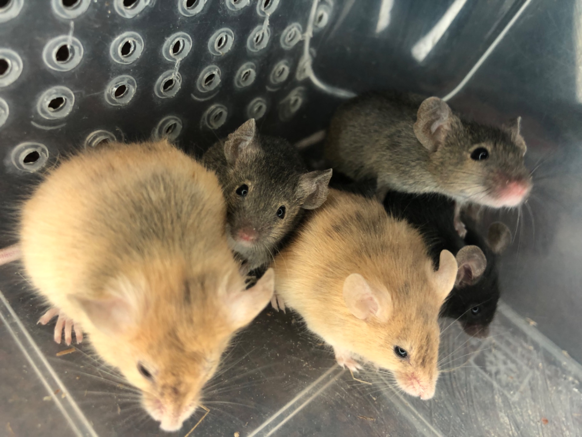 Щури та миші